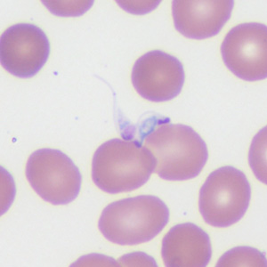 Case372_C.jpg