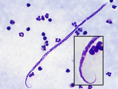 Case382_D.jpg