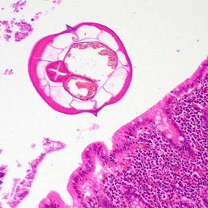 Case400_C.jpg