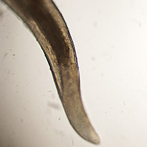 Case417_D.jpg