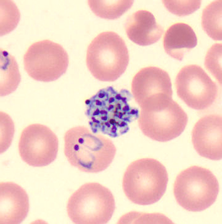 Case424_D.jpg