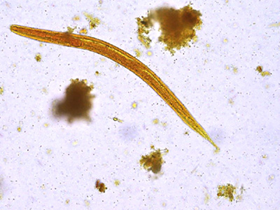 Case427_D.jpg