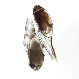Case435_E.jpg