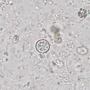Case445_A Case445