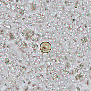 Case445_C Case445