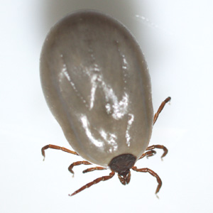Case447_A.jpg Parasitic image