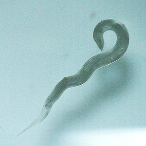 MAY - 2018 - Case #468 Parasitic image