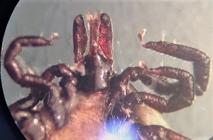 Case490_D Figure D