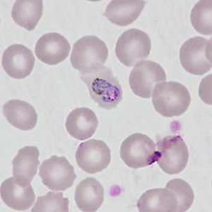 Figure C