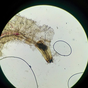 Case500_D Figure D