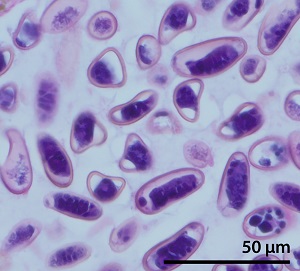 Case501_D Figure D