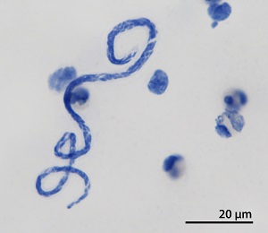 Case502_C Figure C