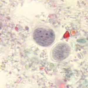 Case_503_C Figure C