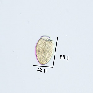 Case501_B Figure B