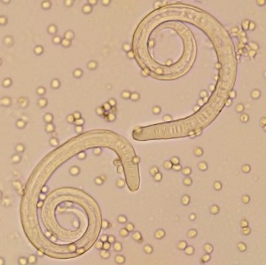 Case_507_B Figure B