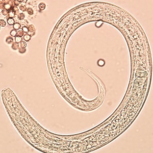 Case_508_C Figure C