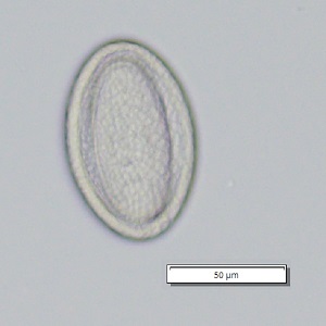 Figure C