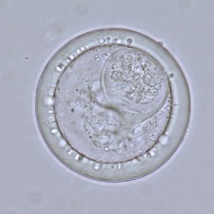 Case_513_B Figure B