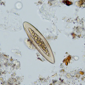 Case_522_B Figure B
