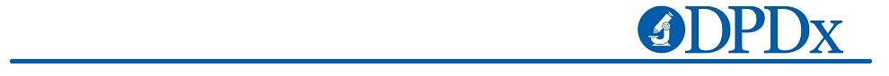 bannermenu.jpg bannermenu