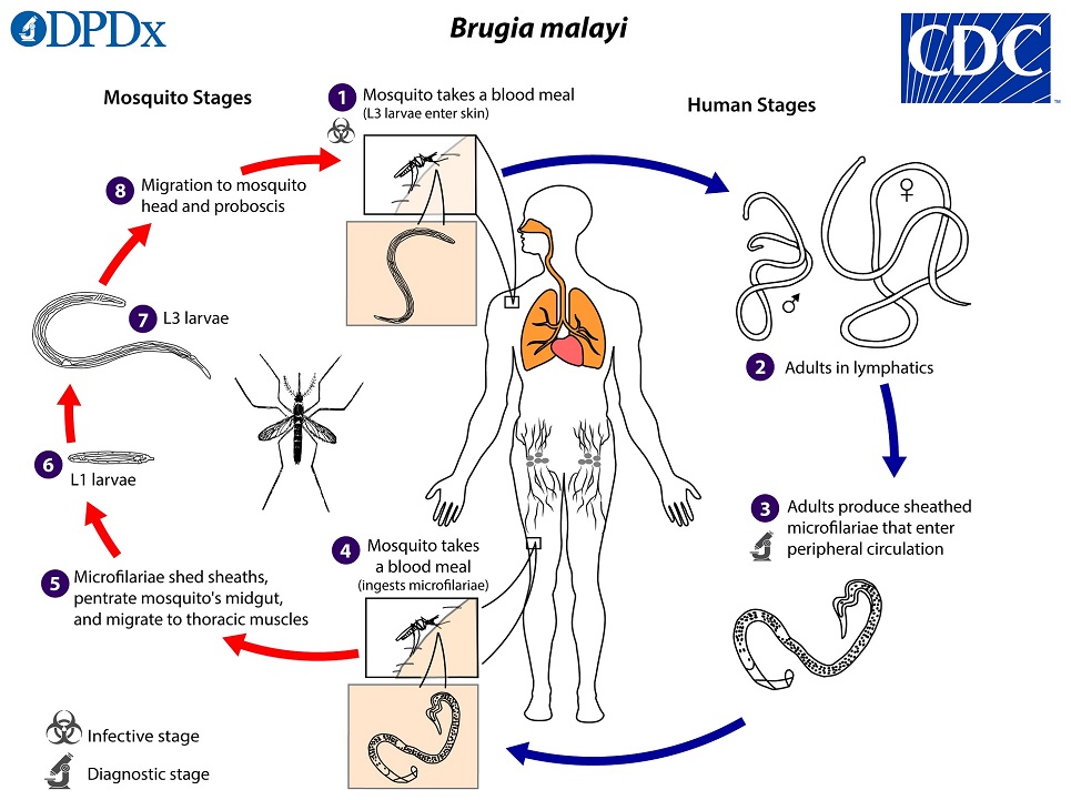 B_malayi_LifeCycle_19 B_malayi_LifeCycle