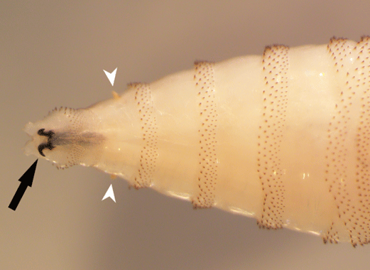 A close-up view of the anterior of the third instar larva, showing sharp, curved mouth hooks (black arrow)