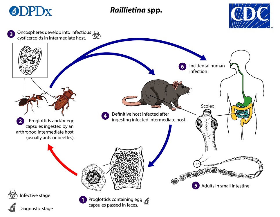 Raillietina_LifeCycle_19 lifecycleRaillietina_LifeCycle