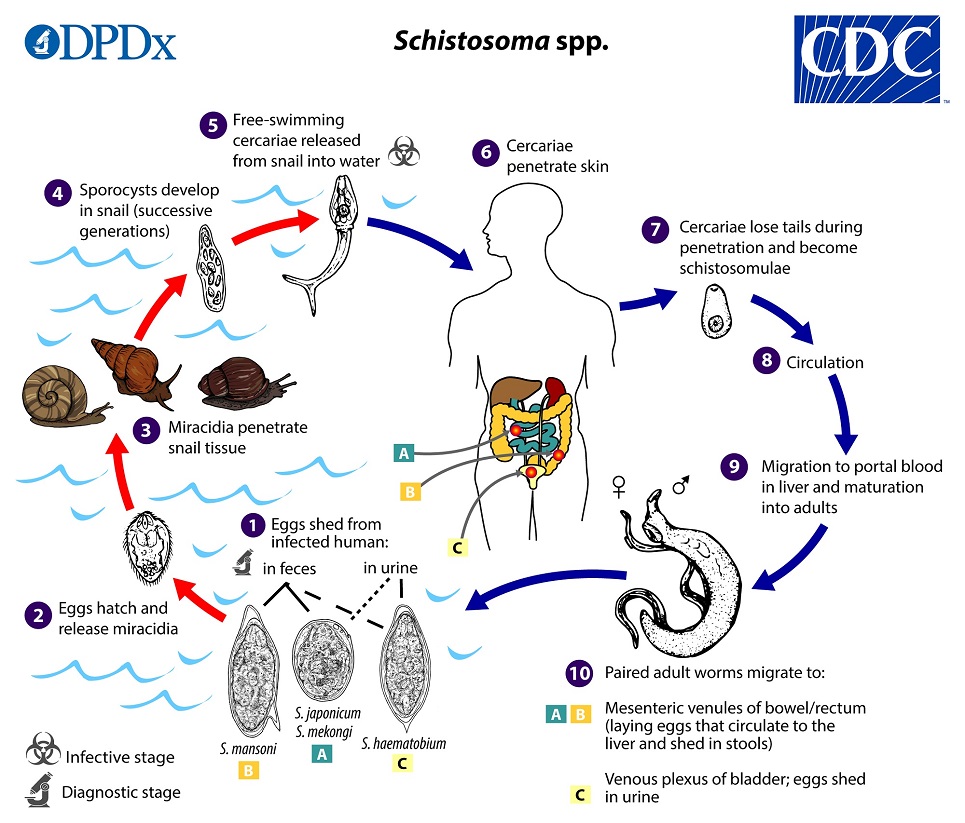 Schistomes_LifeCycle_19 lifecycle