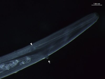 &bull;	Figure C: Anterior of Thelazia callipaeda female showing vulval opening (arrow), which is protruded, anterior to esophageal-intestinal junction (dart).