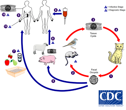 Toxoplasma_LifeCycle_BAM1.gif Toxoplasma_LifeCycle_BAM1.gif