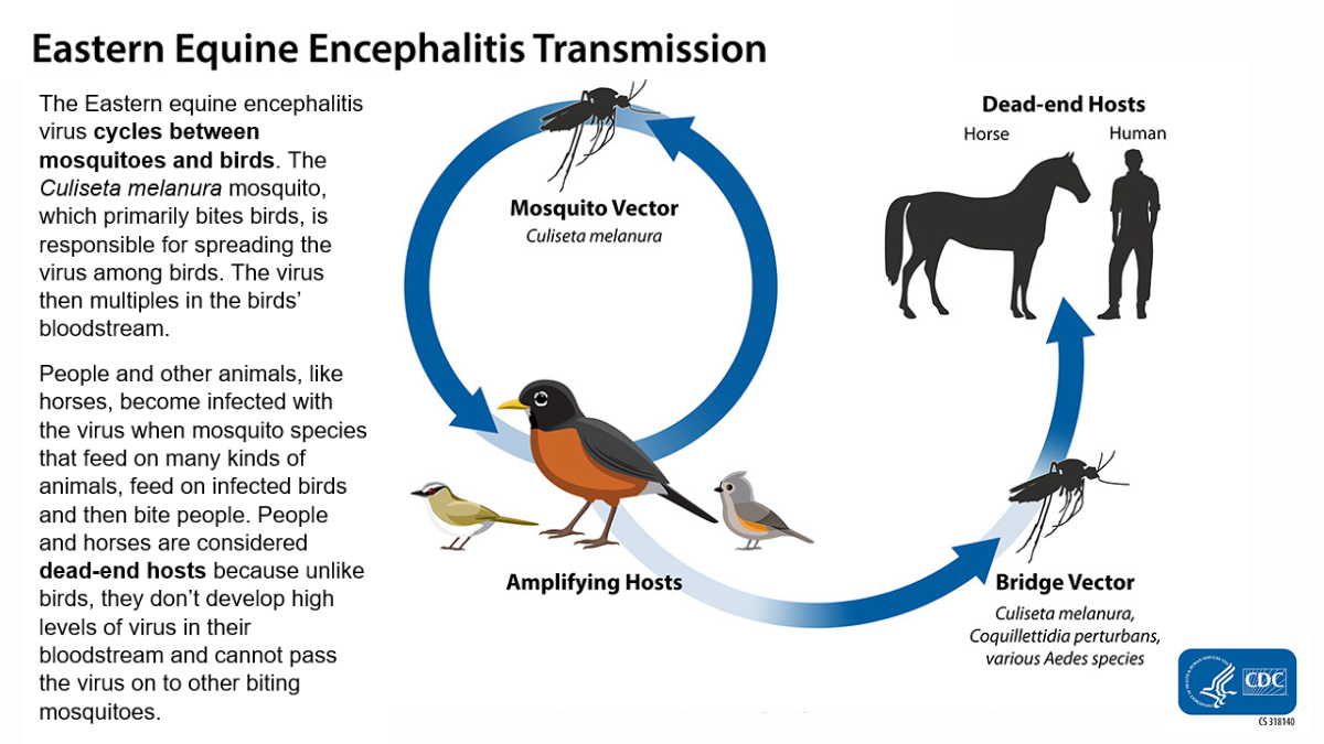 Eastern Equine Encephalitis transmission cycle.