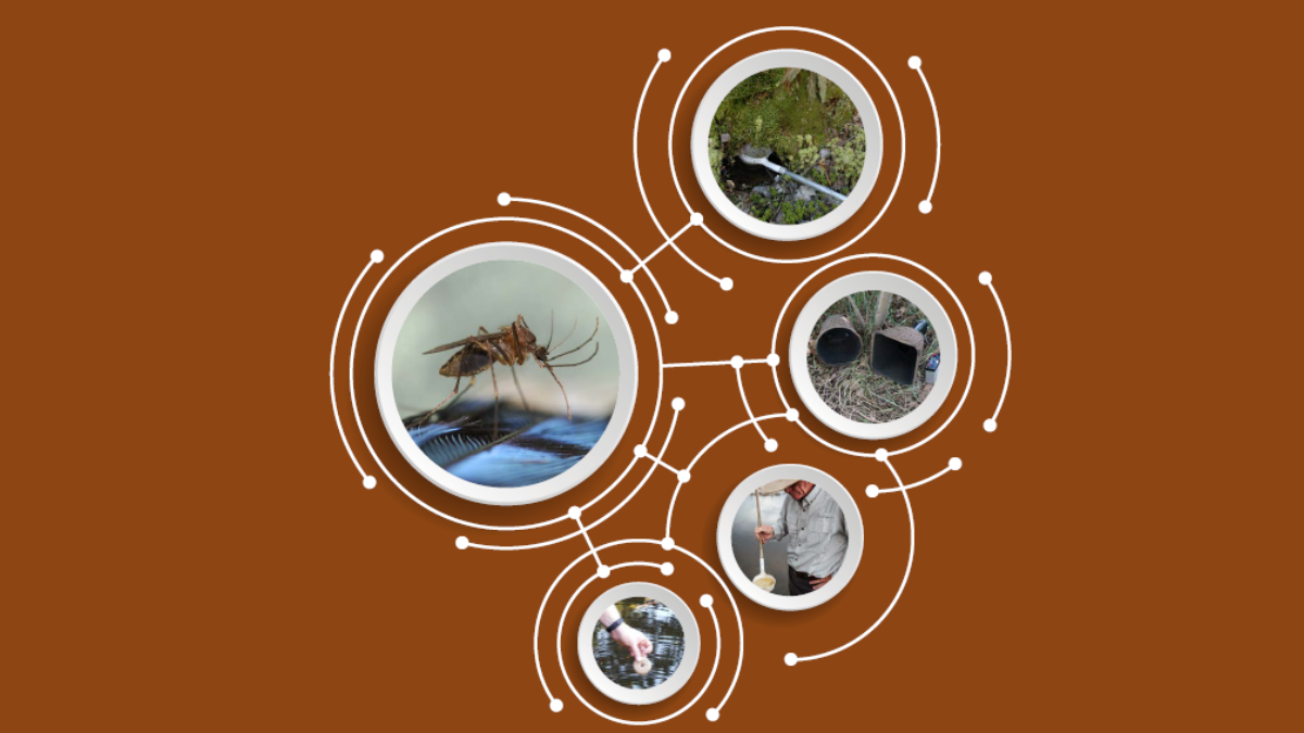 Cover for Eastern Equine Encephalitis Surveillance and Control Guidelines PDF.