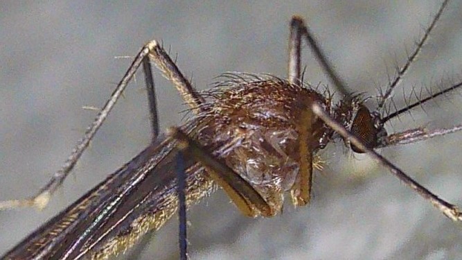 Culiseta melanura mosquito. Photo by Stephanie Campell.