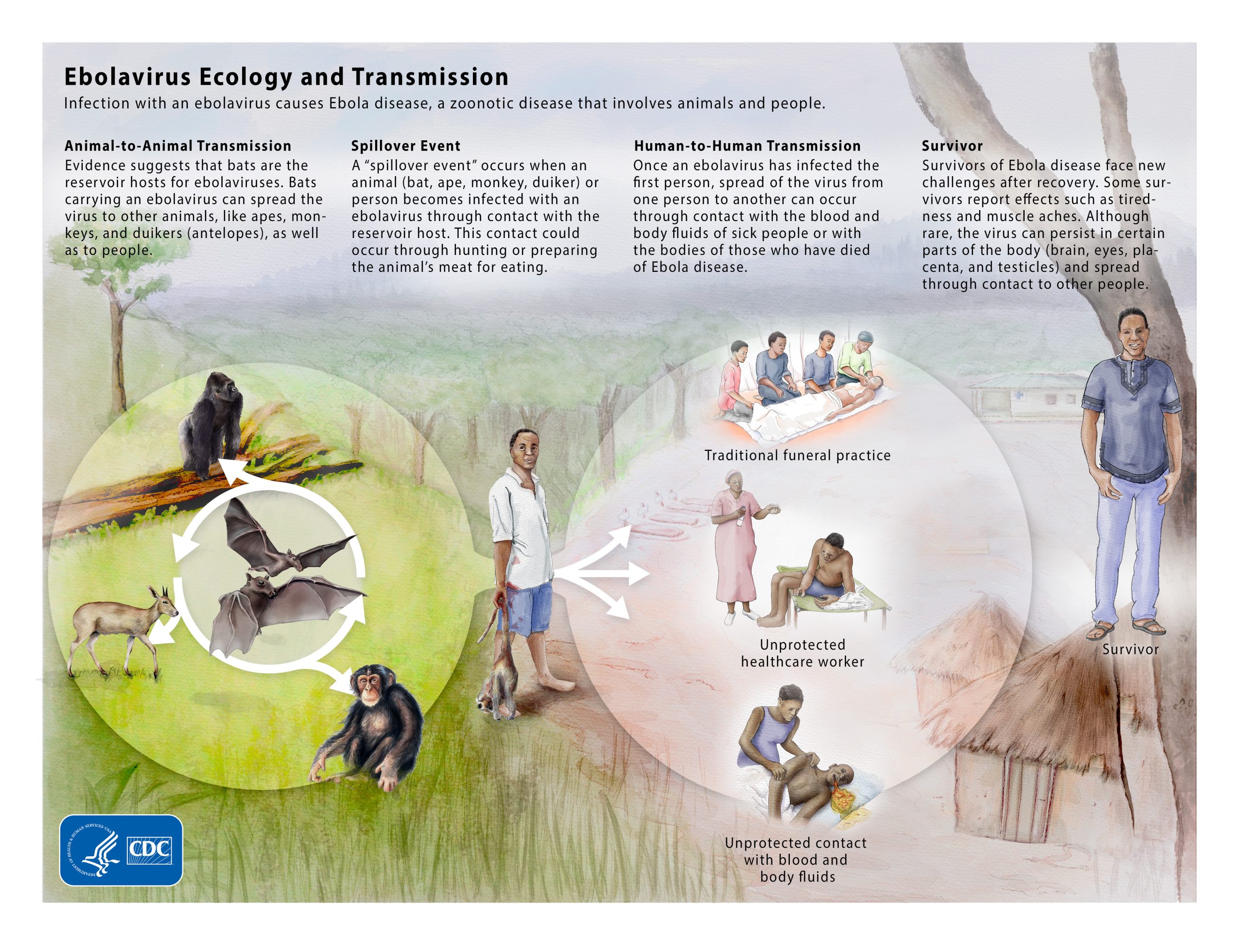 Infographic showing that Ebola spreads between animals and then spills over into people.