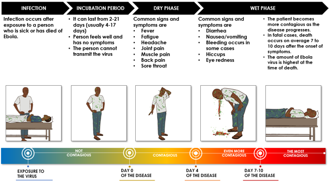 Illustrations following the timeline of Ebola disease course