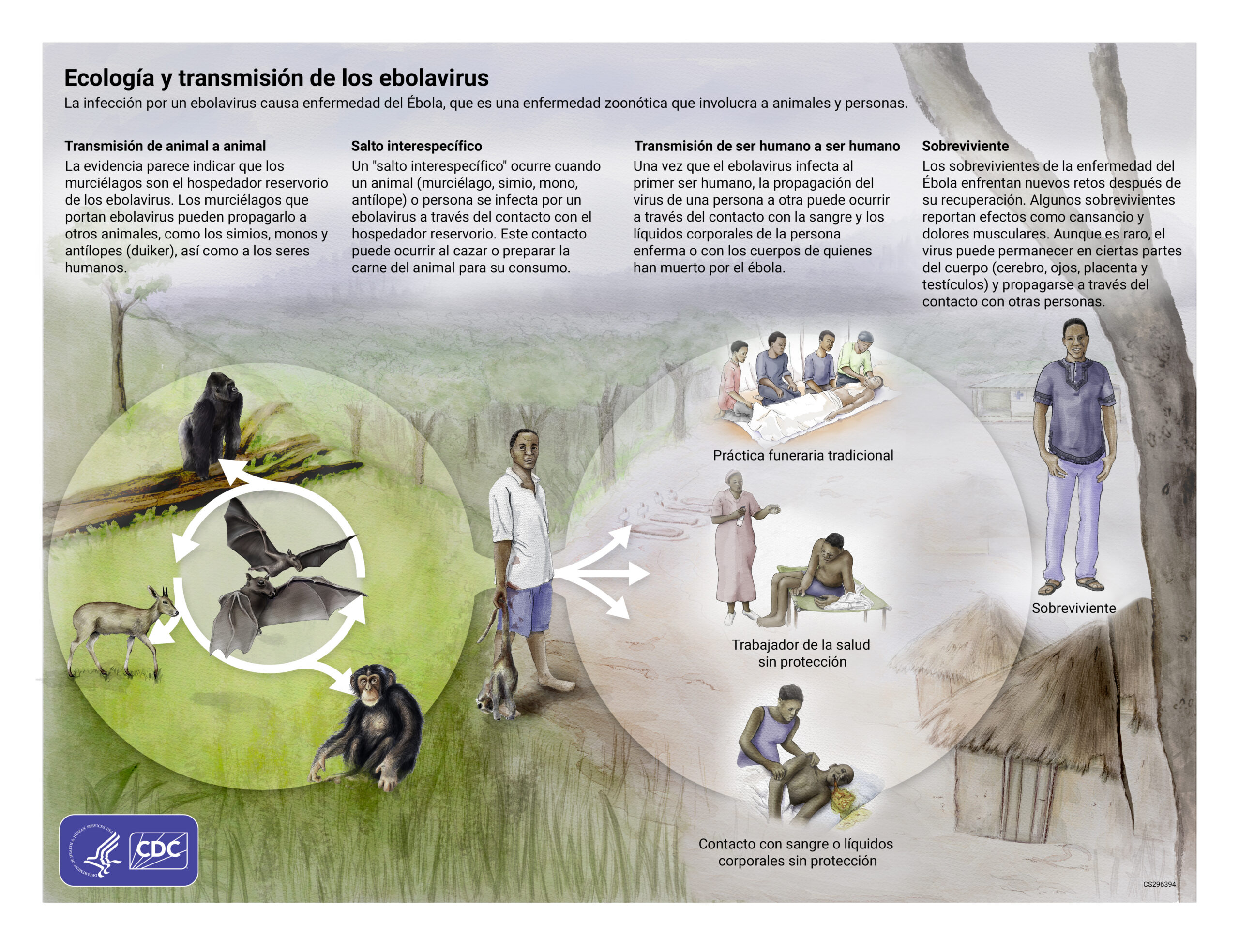 La enfermedad del Ébola se propaga entre los animales y después da el salto a las personas.