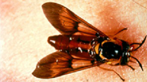 Chrysops silacea or deerfly