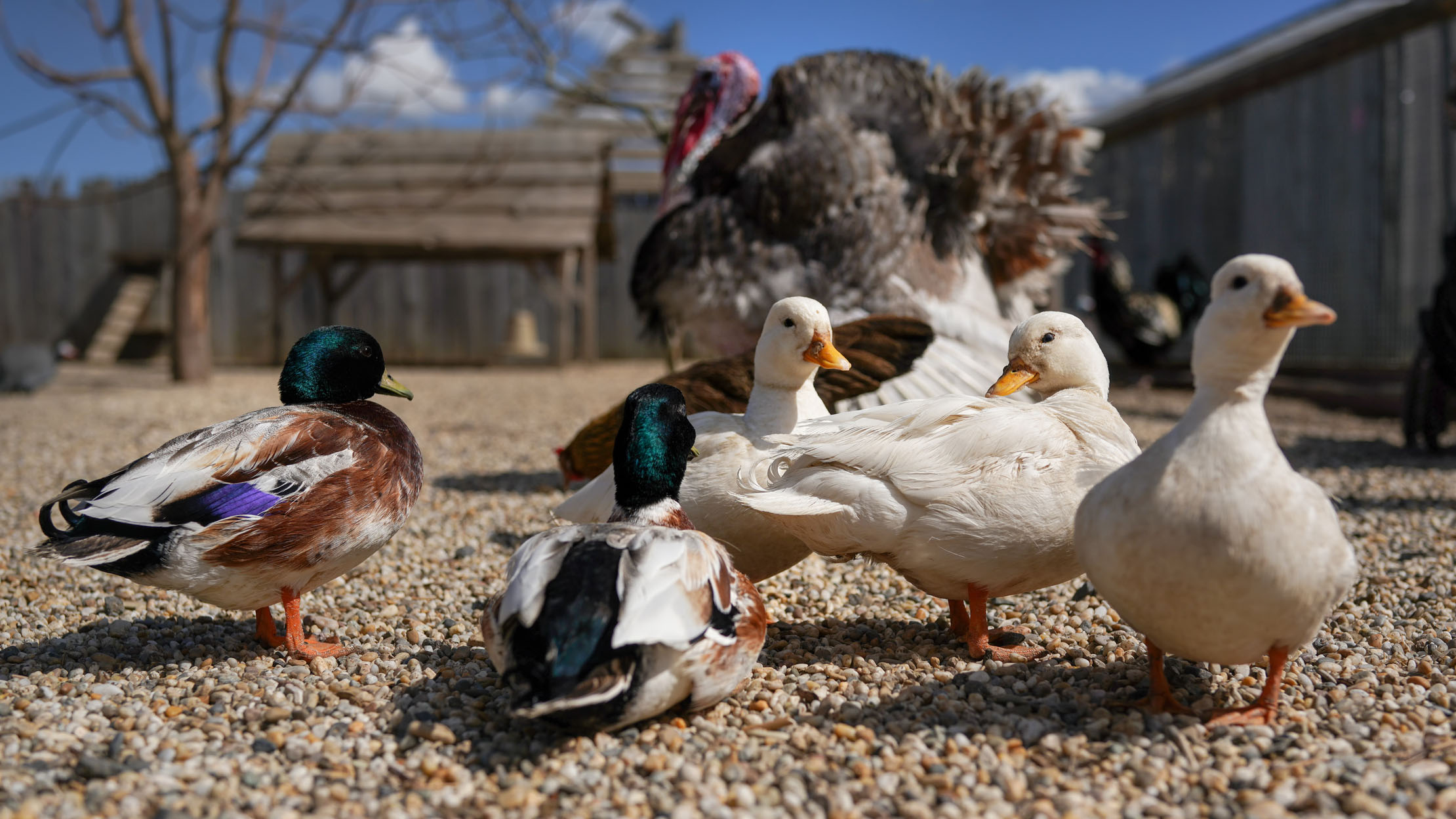 a picture of ducks and a turkey on a farm A picture of ducks and a turkey on a farm