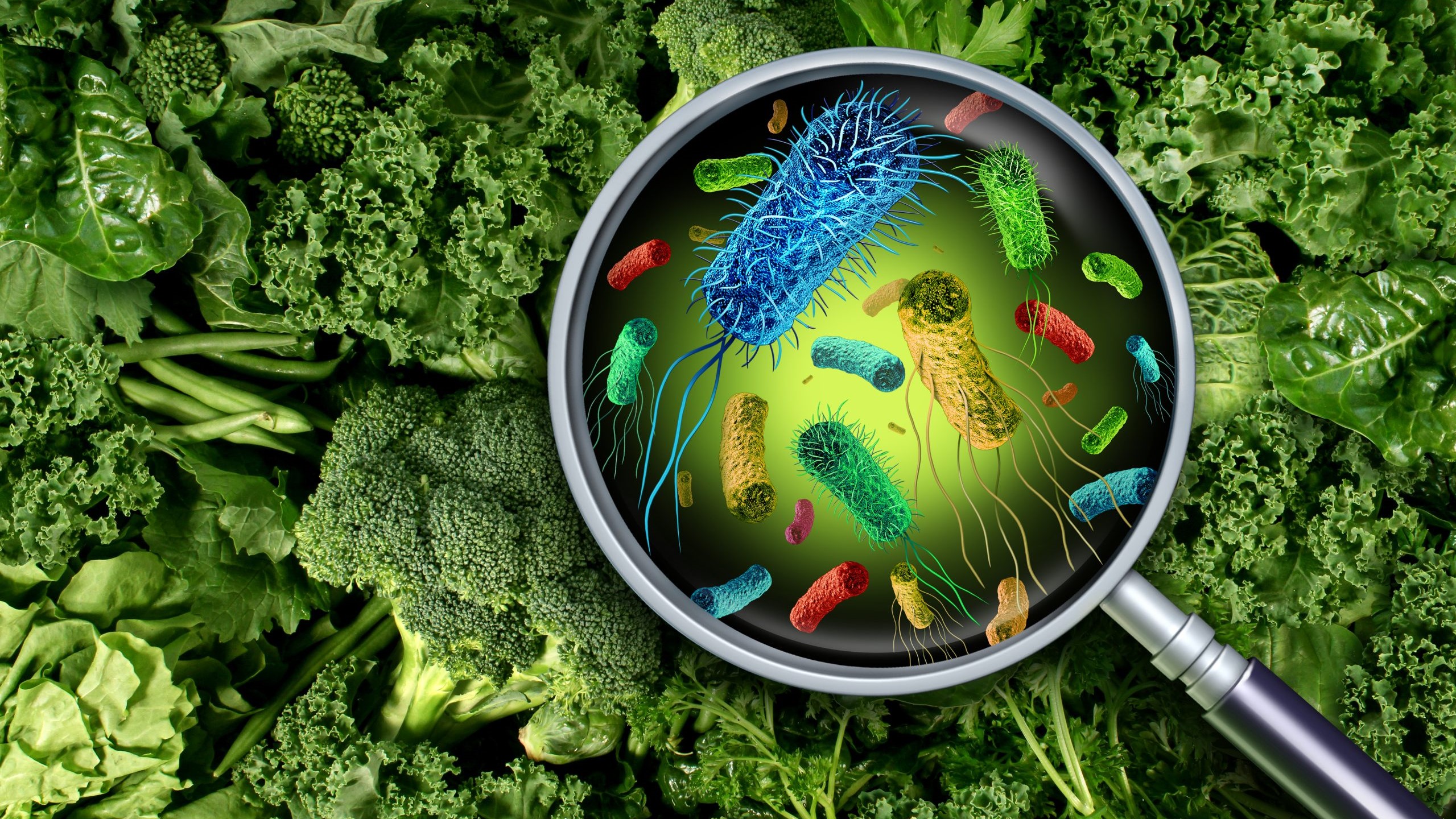 Germs on lettuce