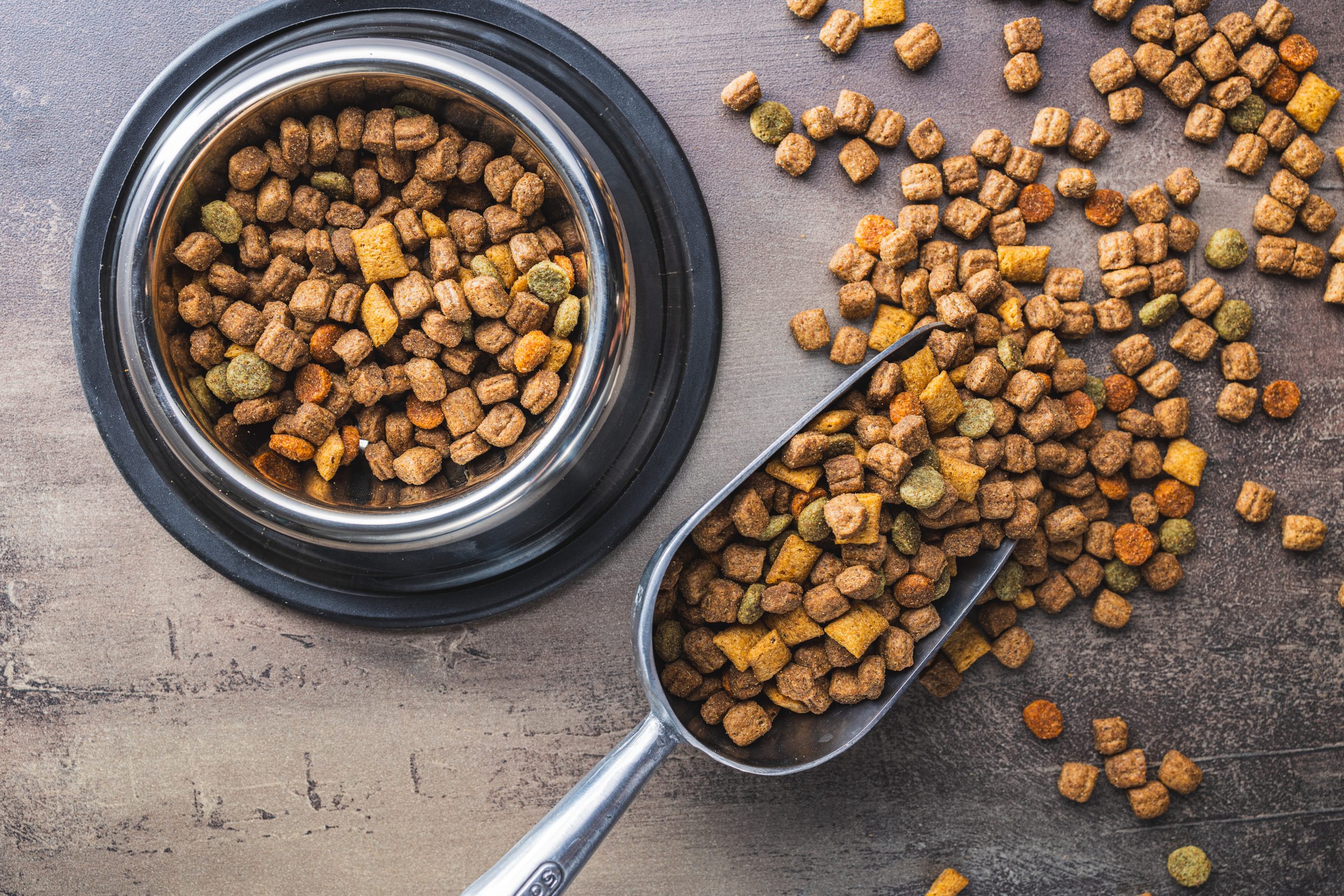 Bowl with dried dog food