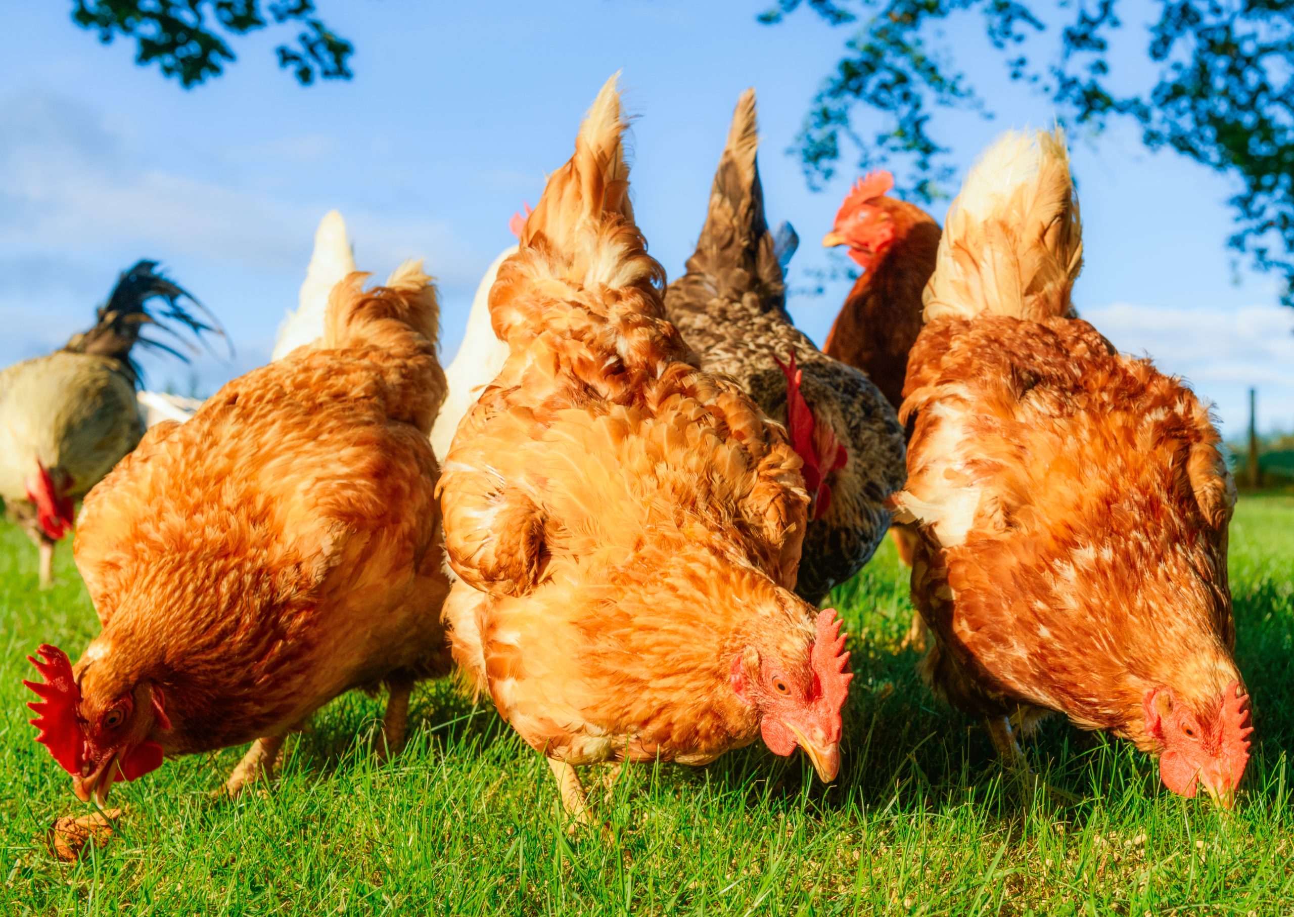 chickens