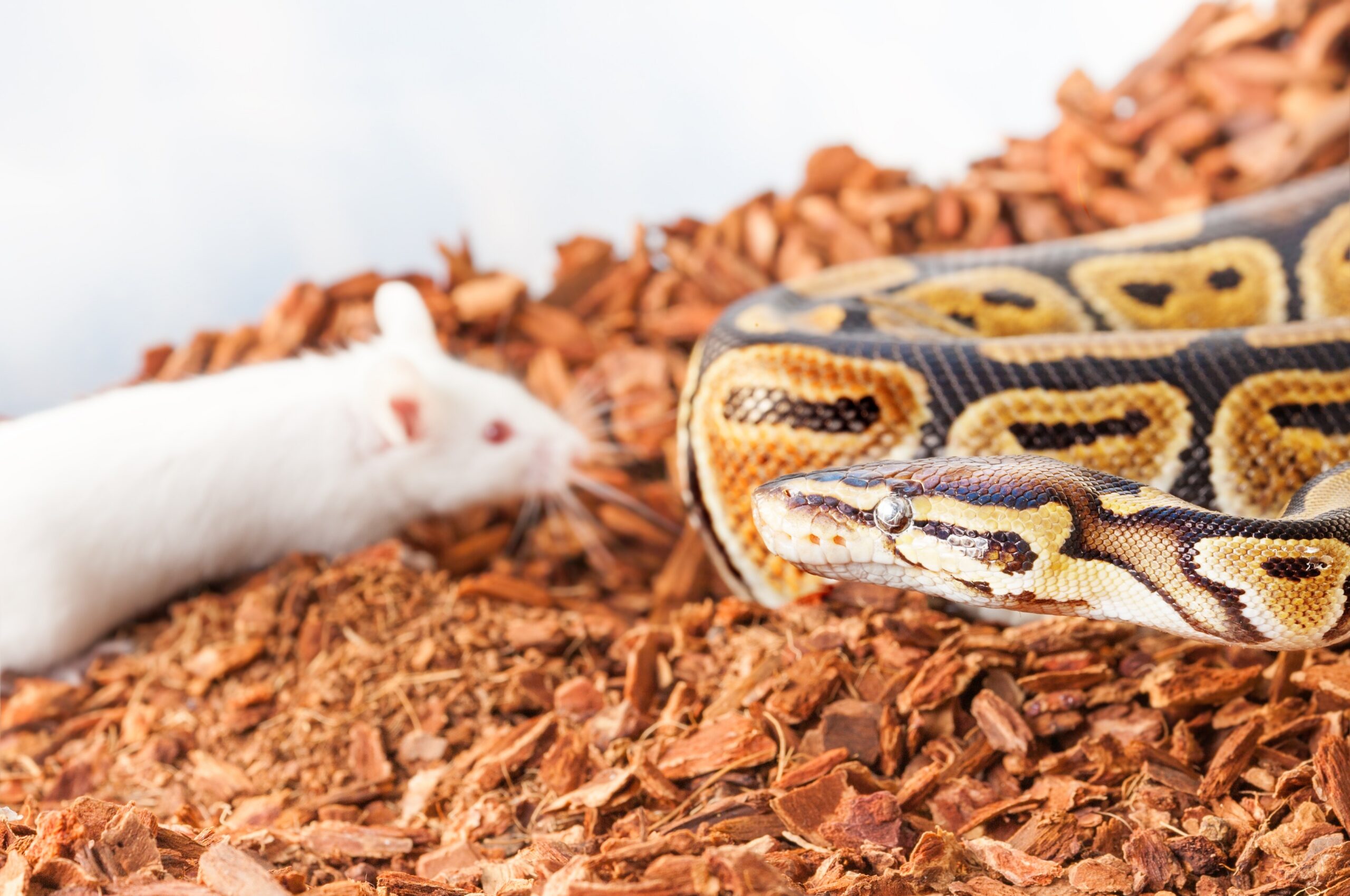 snake and white mouse