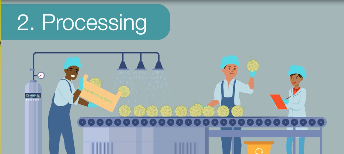 Illustration of Step 2. Processing, showing melons on a conveyor belt.