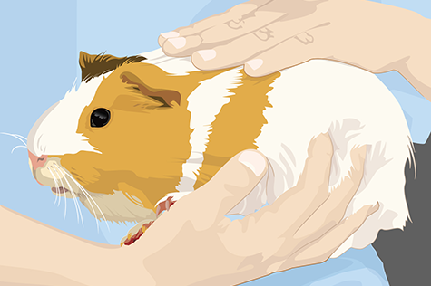 guineaPig2-01-rz person holding guinea pig