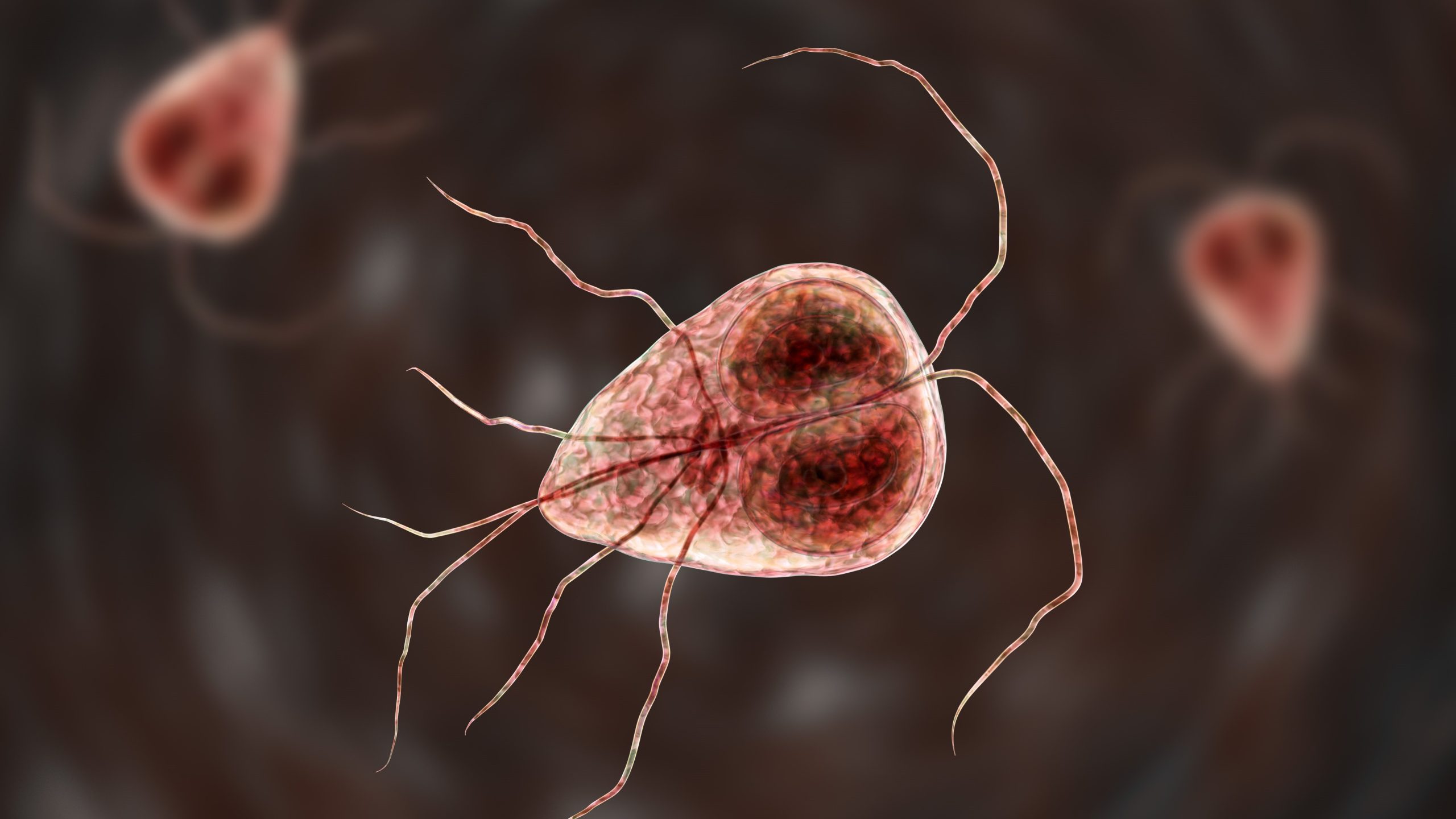 Ilustraci&oacute;n de tres par&aacute;sitos Giardia.