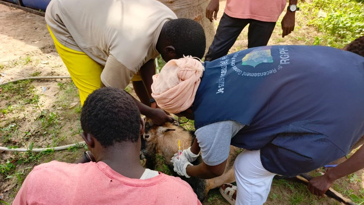 Public health worker collecting a blood sample from livestock during a field investigation.