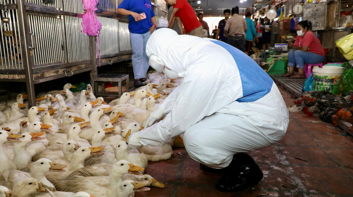 A worker in a white and blue hazmat suit crouches down to inspect a large flock of white ducks in an indoor market or facility. Other people can be seen in the background.