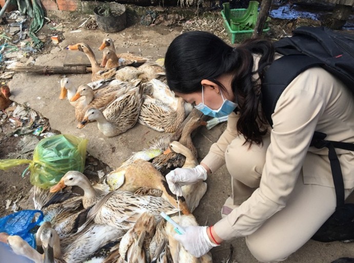 Woman takes sample from poultry in the field.