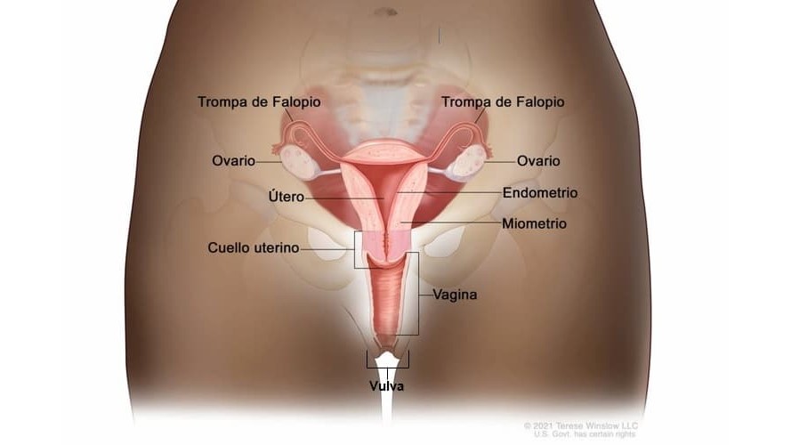 GYN Diagram Spanish Ilustración del sistema reproductivo de una mujer, etiquetando las trompas de Falopio, los ovarios, el útero, el cuello uterino, el endometrio, el miometrio, la vagina y la vulva.