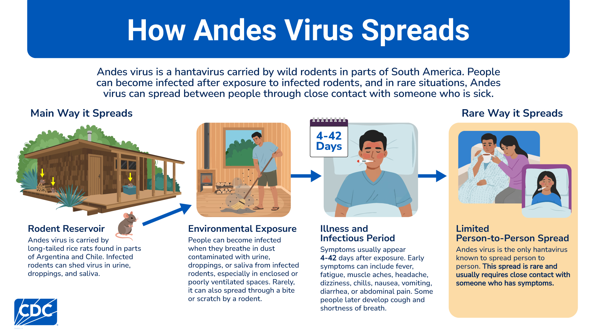 How Andes virus spreads from infected rodents to people, symptoms timing, and rare person-to-person spread.